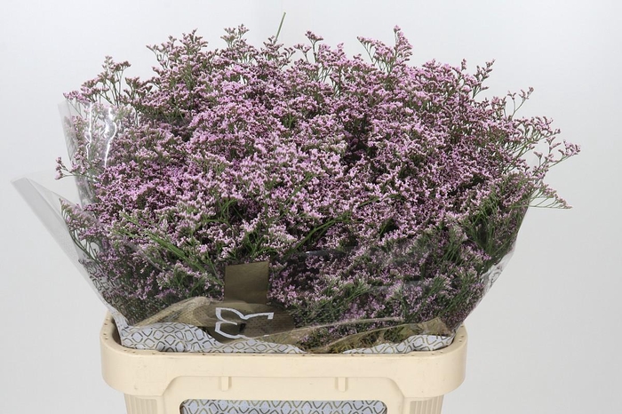 <h4>Limonium ov Safora Oshi Pink</h4>