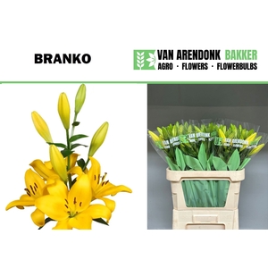LI LA BRANKO