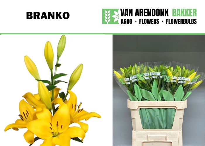 <h4>LI LA BRANKO</h4>