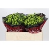 Hypericum Lucky Romance