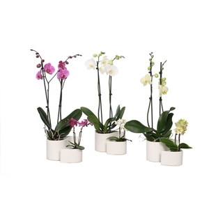 Yin Keramiek Phal Mix 2T+ Tiny Dolls 2T