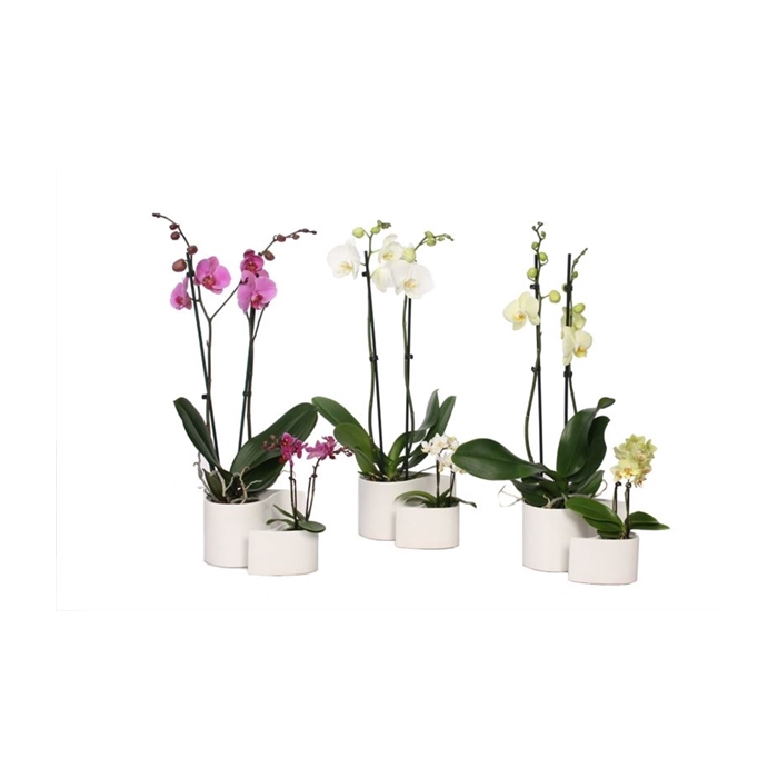 <h4>Yin Keramiek Phal Mix 2T+ Tiny Dolls 2T</h4>