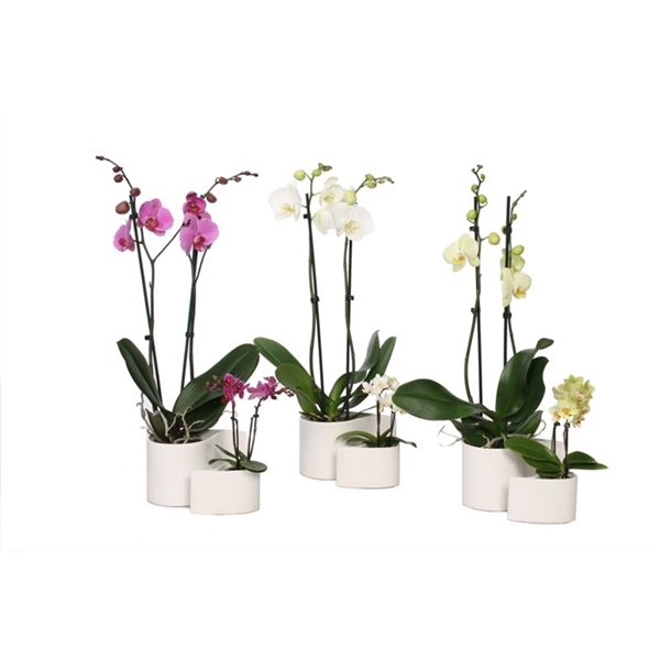 <h4>Yin Keramiek Phal Mix 2T+ Tiny Dolls 2T</h4>