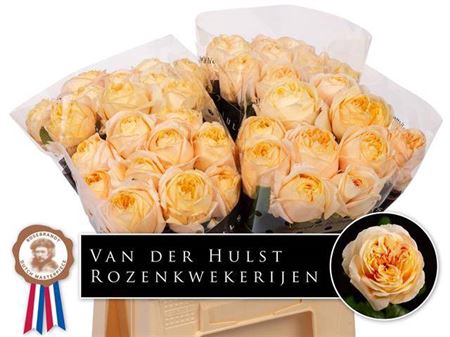 <h4>Rosa a grande fleur London Tower</h4>