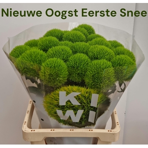 DI BARB KIWI MELLOW