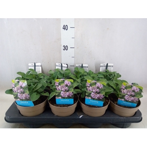 Hosta  'Blue Mouse Ears'