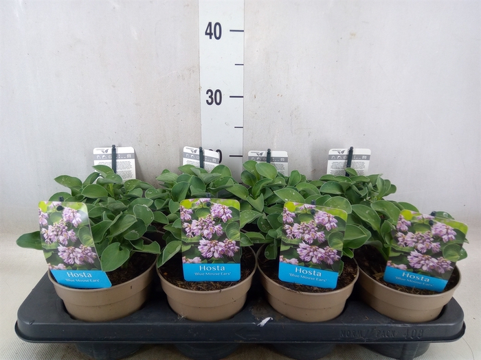 <h4>Hosta  'Blue Mouse Ears'</h4>