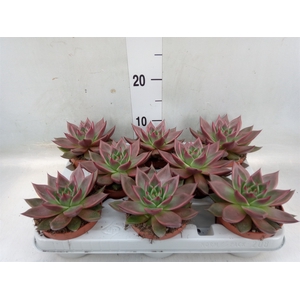 Echeveria   ...