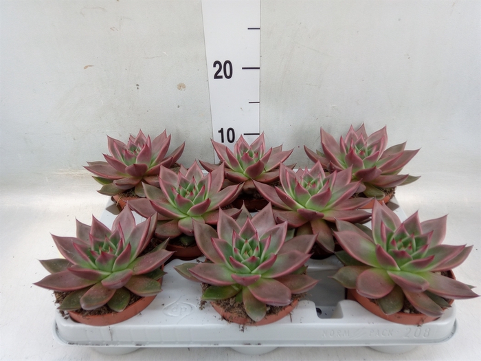 <h4>Echeveria   ...</h4>