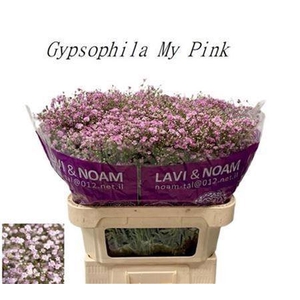 Gyps Pa My Pink