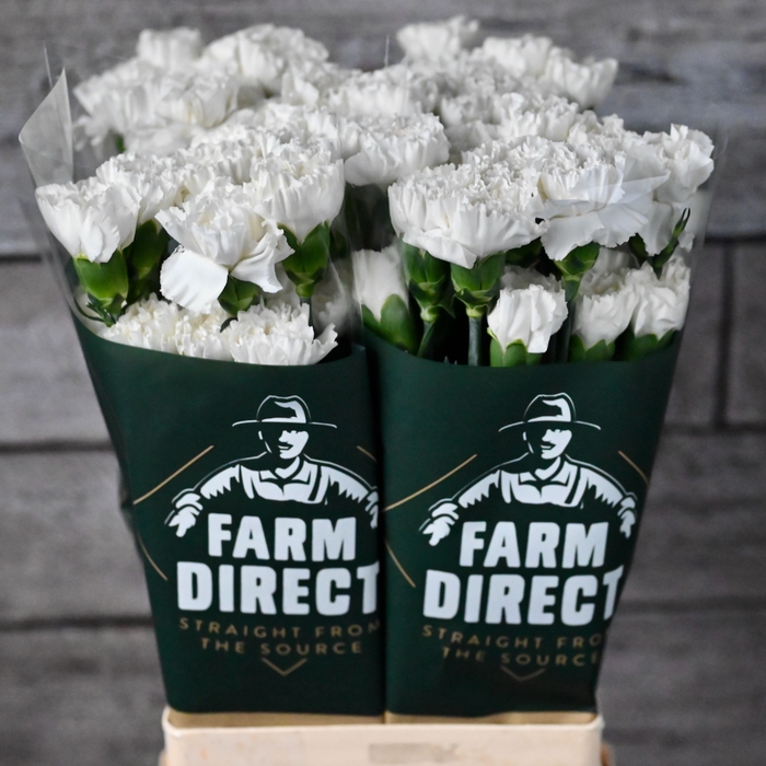 <h4>Di St Moon Light</h4>