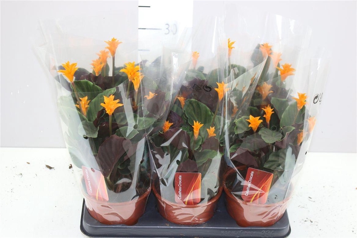 <h4>Calathea Crocata 5-6</h4>