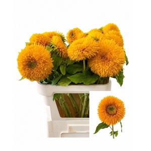 HELIANTHUS AN. 'TEDDY BEAR'