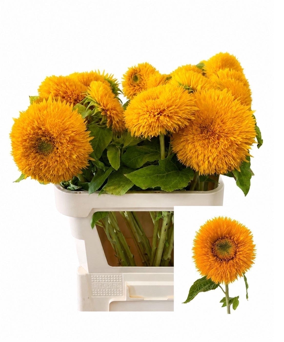 <h4>HELIANTHUS AN. 'TEDDY BEAR'</h4>