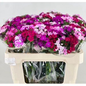Dianthus Ba Am Neon Mix 