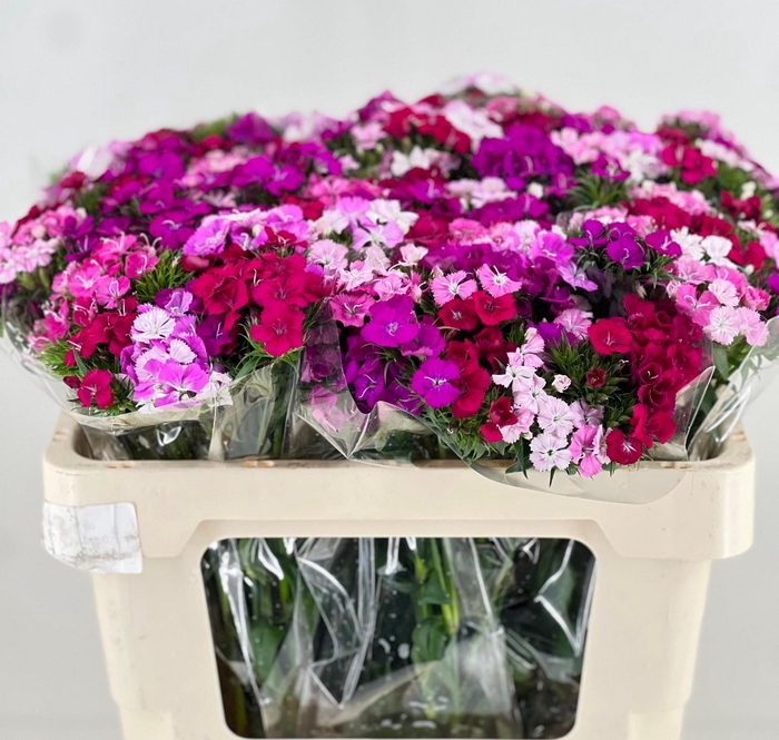 Dianthus Ba Am Neon Mix 