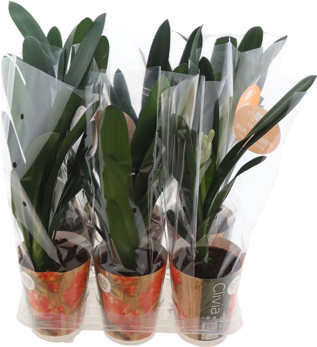 <h4>Clivia Miniata Potcover</h4>