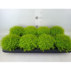 Soleirolia soleirolii 'Aurea'