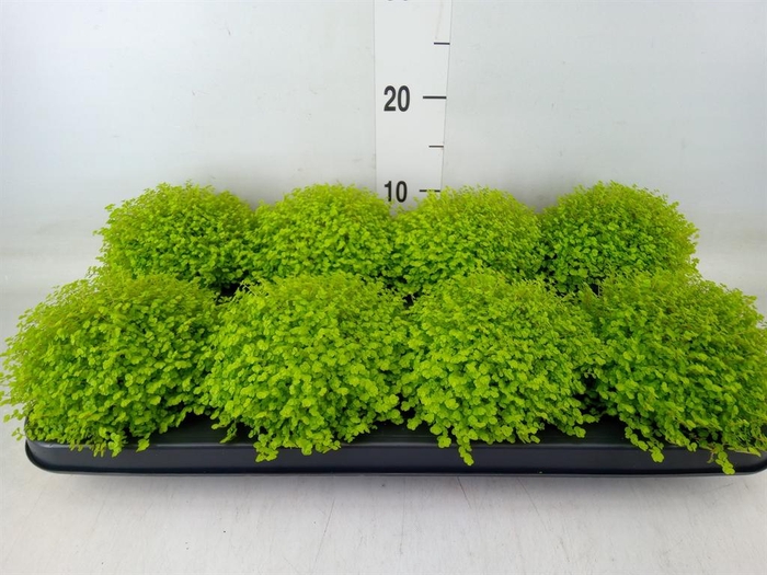 <h4>Soleirolia soleirolii 'Aurea'</h4>