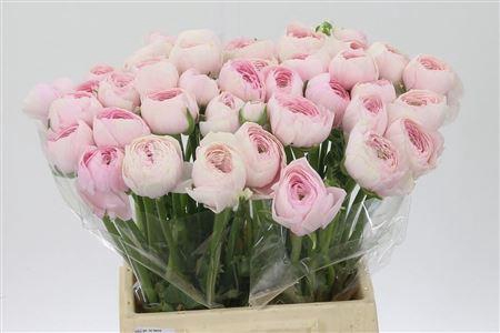 <h4>Ran Su Favola</h4>