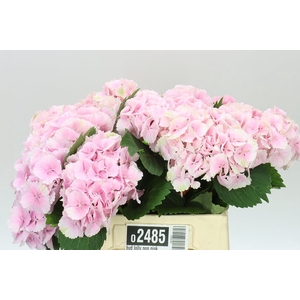 Hyd Lolly Pop Pink Pale