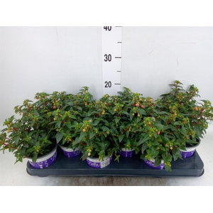 Fuchsia  'Bella Fuchsia Mariska'