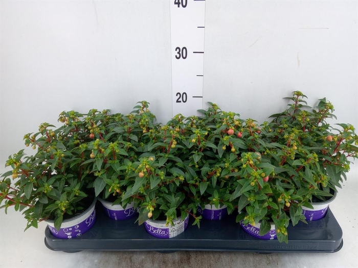 <h4>Fuchsia  'Bella Fuchsia Mariska'</h4>