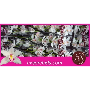 CYMB T B F SILVER 60 CM