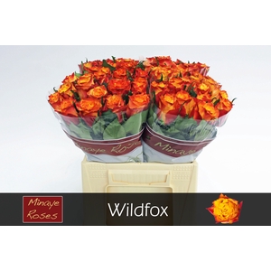 R GR WILDFOX