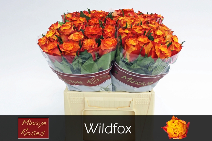 <h4>R GR WILDFOX</h4>