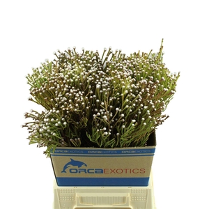 Kaaps Brunia Nodiflora Spray