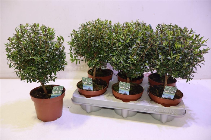 <h4>arr8 Myrtus Com</h4>