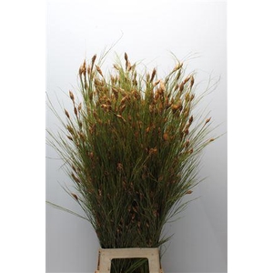 KAAPS BELL REED NATURAL