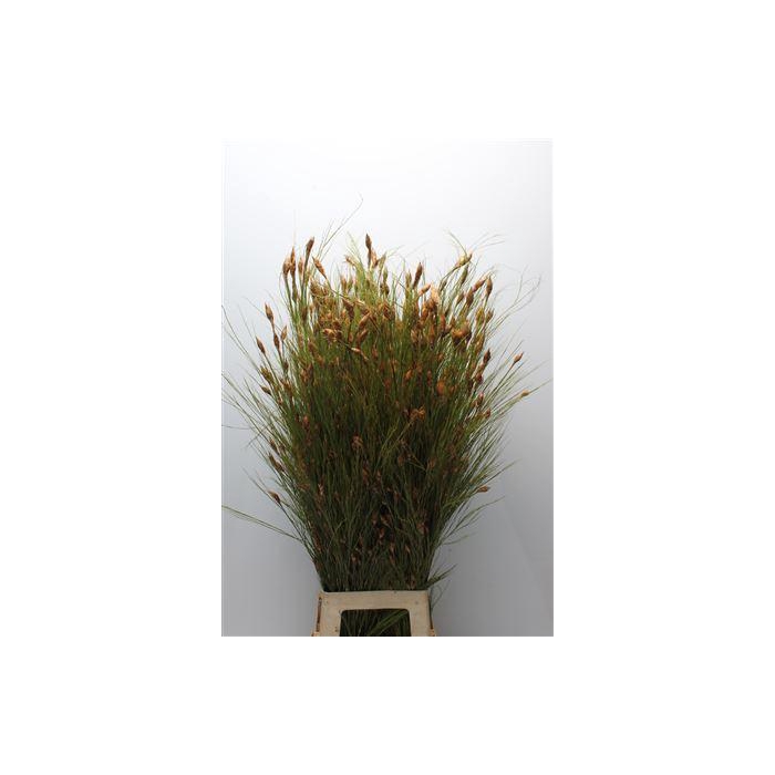 <h4>Kaaps Bell Reed Natural</h4>