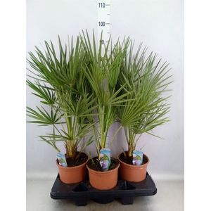 Chamaerops humilis