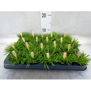 Senecio archeri 'Himalaya'