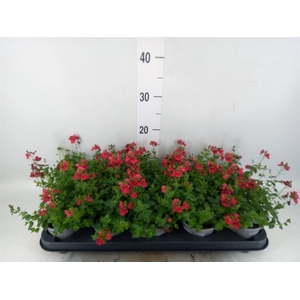 Diascia  'Piccadilly Red'