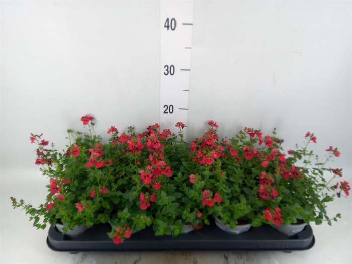 <h4>Diascia  'Piccadilly Red'</h4>