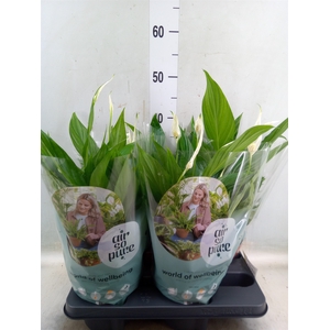 Spathiphyllum  'Pearl Cupido'