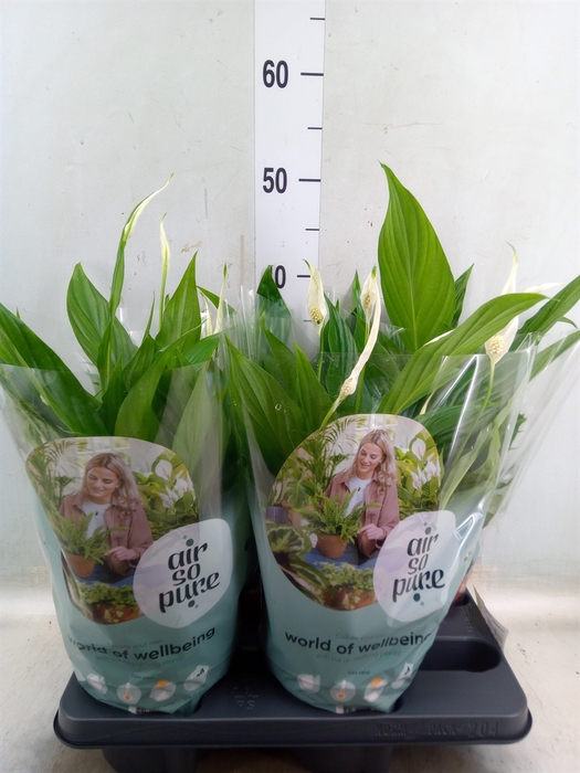 <h4>Spathiphyllum  'Pearl Cupido'</h4>