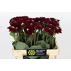 Dahlia Black Fox