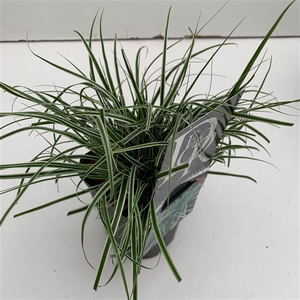 Carex 'Everest'