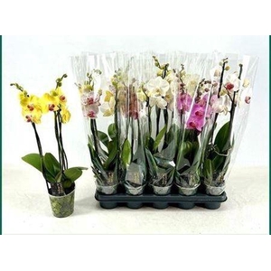 Phal Gem 5 Kl 3 Branches 18+
