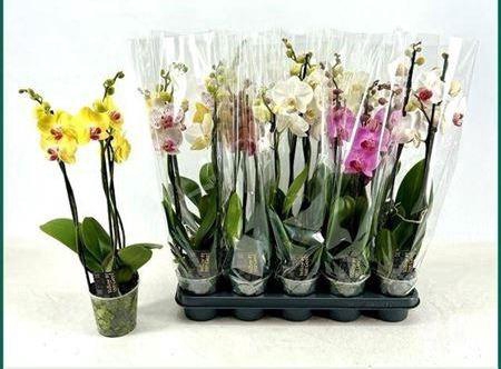 <h4>Phal Gem 5 Kl 3 Branches 18+</h4>