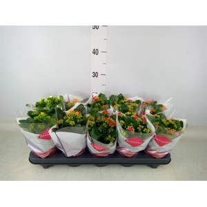 Kalanchoe blos.   ..mix 6