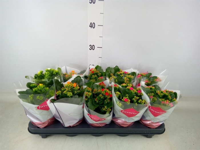<h4>Kalanchoe blos.   ..mix 6</h4>
