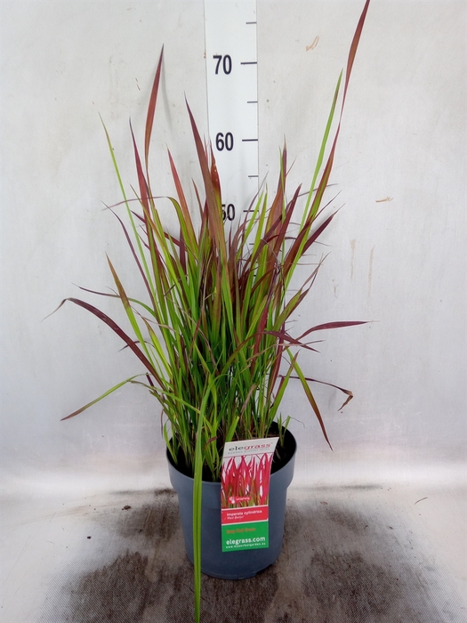 <h4>Imperata cylindrica 'Red Baron'</h4>