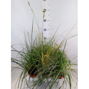 Carex   ...mix