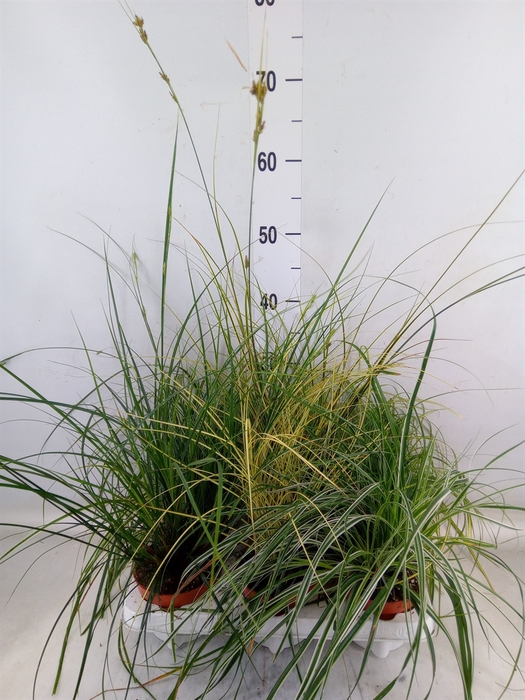 <h4>Carex   ...mix</h4>