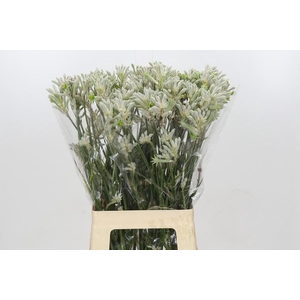 Kangaroo Paw Bush Diamond